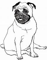 Printable Pug Coloring Pages  Home sketch template