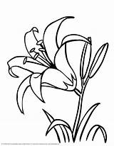 Coloring Lily Flower Page Printable Of  Home sketch template