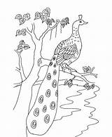 Free Printable Peacock Coloring Pages For Kids sketch template