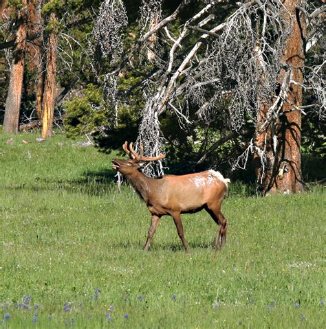 Wyoming Wildlife and Landscape Photography on Behance