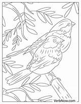Free ROBIN Coloring Pages For Download Printable PDF sketch template