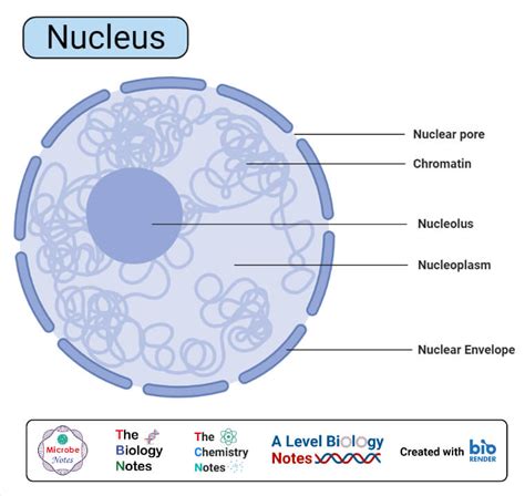 Cell Nucleus Structure And Function