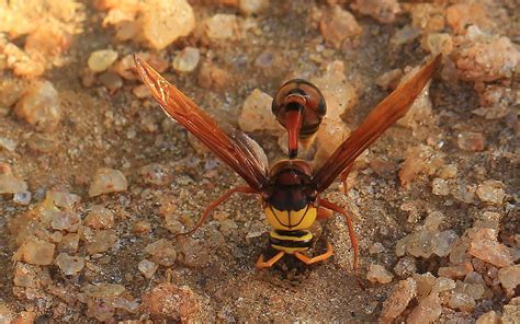 hornet bug to name (8) | Ann Collier | Flickr