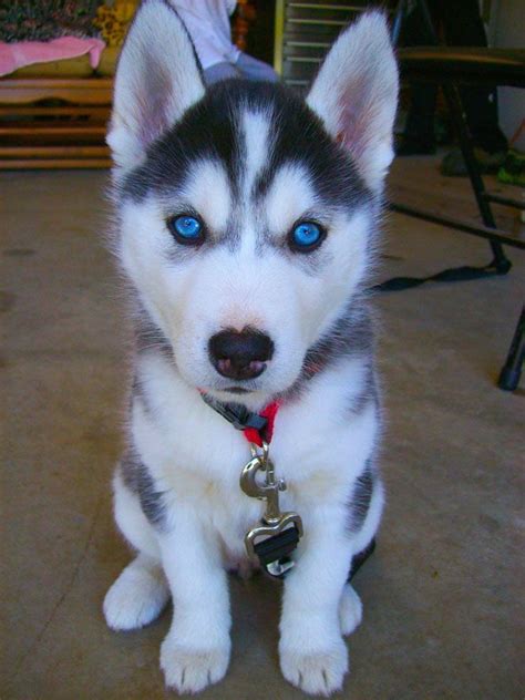 Cute Dogs With Blue Eyes