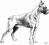 Boxer Coloring Page  Free Printable Coloring Pages sketch template
