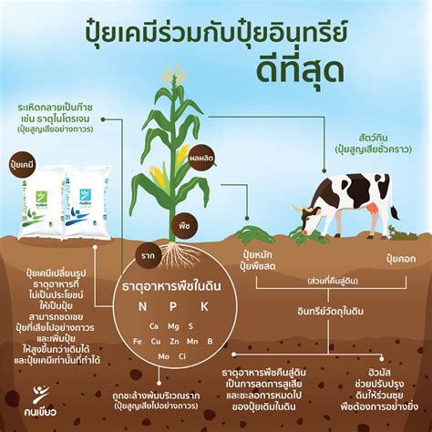 การใช้ปุ๋ยเคมีร่วมกับการทำเกษตรอินทรีย์ : บทความน่ารู้ เกษตรอินทรีย์แบบพอเพียง