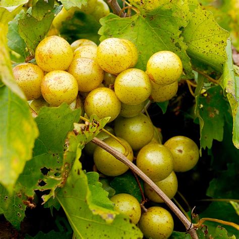 Carlos Muscadine Grape Vines for Sale | FastGrowingTrees.com