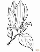 Magnolia Flower coloring Page  Free Printable Coloring Pages sketch template