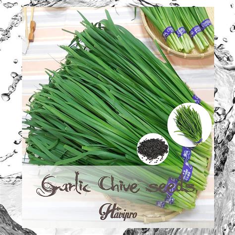 Garlic Chives Seeds - Chinese Chives Leek for Planting Organic - He ...