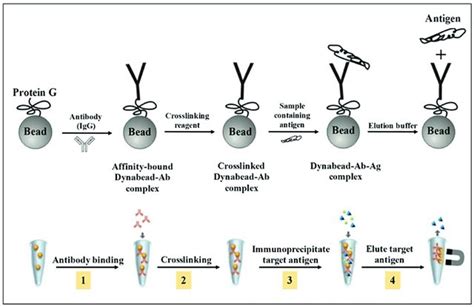 Immunoprecipitation Protocol