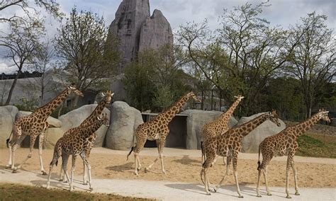 Paris zoo to reopen after a €133m revamp and Grand Rocher facelift | World news | The Guardian