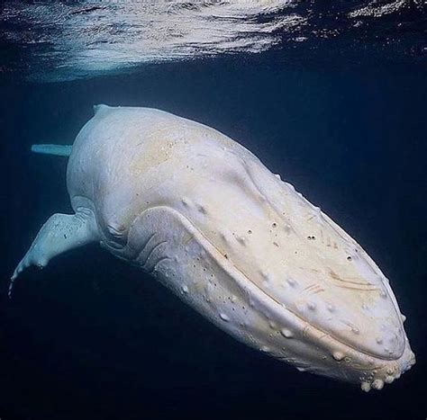 Migaloo, the famous albino humpback whale 💙 - Credit | Umorismo sugli ...