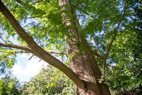 Dawn Redwood: How to Grow and Care for Dawn Redwood