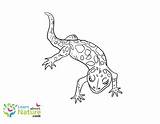 15 Beautiful Gecko Coloring Pages Photography In 2020 Sketch Coloring Page sketch template