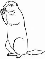 Prairie Dog Drawing At GetDrawings  Free Download sketch template
