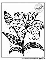 14 Lily Coloring Pages With Free PDF Printables sketch template
