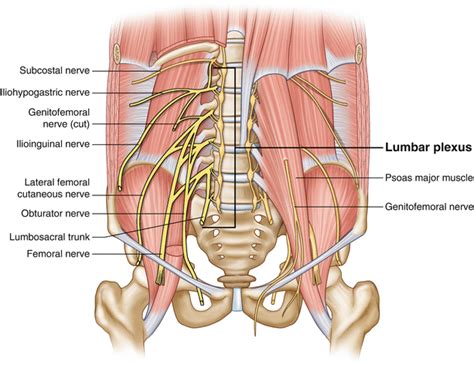 Ilioinguinal Nerve Entrapment: Pelvic | SpringerLink