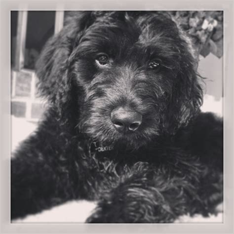 Dexter our black goldendoodle!! Goldendoodle Haircuts, Mini Goldendoodle, Border Collie Poodle ...