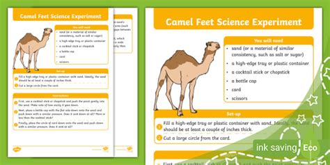 16 Interesting Camel Facts for Kids | Twinkl Blog - Twinkl