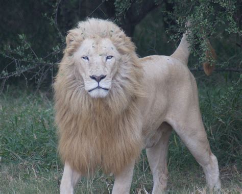 ALBINO LION.... SOUTH AFRICA | shutterbug55 | Flickr