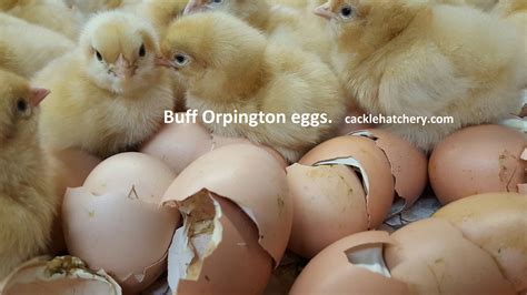 Buff Orpington Fertile Hatching Eggs for Sale - Fresh/Fertile Eggs | Cackle Hatchery®