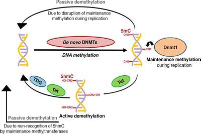 Frontiers | DNA Methylation Patterning and the Regulation of Beta Cell Homeostasis