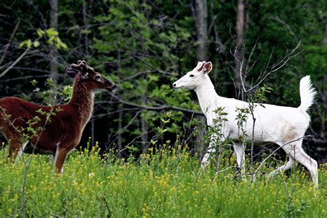 Hunter Ed: Piebald Deer and Other Whitetail Genetic Anomalies