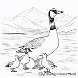 Canada Goose Coloring Pages  Free & Printable sketch template