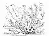 Serene Seaweed Coloring Page  sketch template