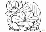 Magnolia Stamp Coloring Pages sketch template