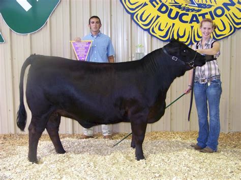 Cattle Show - Trousdale County Fair