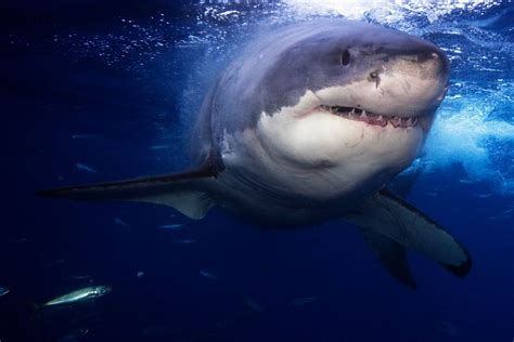 Are There Sharks In The Mediterranean Sea? - Shark Diving Unlimited