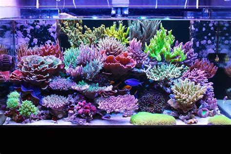 As stated in a previous post on rainbow corals, a plethora of colors ...