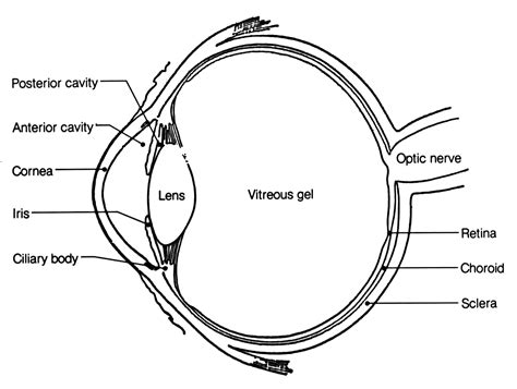 Anatomy Eye - /medical/anatomy/eye/Anatomy_Eye.png.html