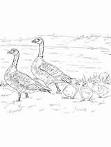 Goose coloring Page sketch template
