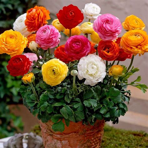 How to Grow Most Showy Hybrids Ranunculus - Charismatic Planet | Flower ...