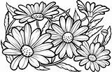 Daisies Coloring Page  Free Printable Coloring Pages sketch template