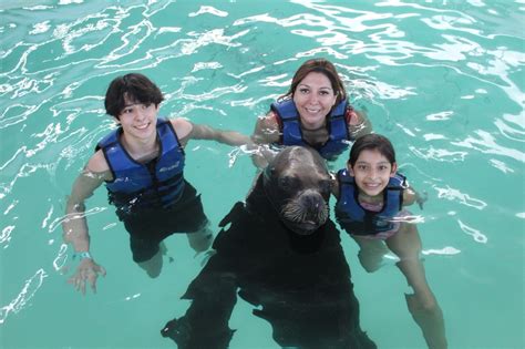 Sea Lion Swim - Coral World Ocean Park