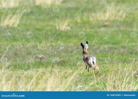 European Brown Hare Lepus Europeaus Running in Field Stock Photo ...