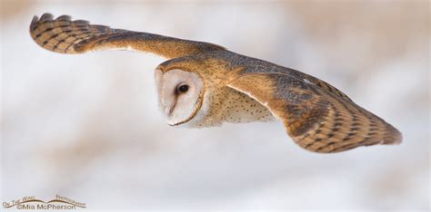 Barn Owl flying close up – Mia McPherson's On The Wing Photography