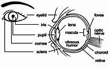 Anatomy Of The Eye Coloring Pages sketch template