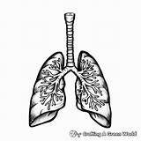Lungs Coloring Pages  Free & Printable sketch template