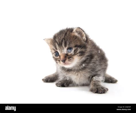 Cute baby newborn tabby kitten isolated on white background Stock Photo ...