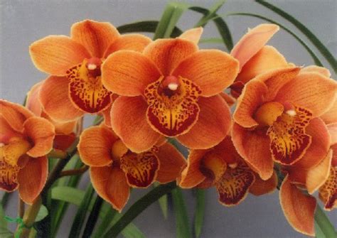 Cymbidium orchid. Foxfire Amber 'Dural' (arching) | Beautiful orchids ...