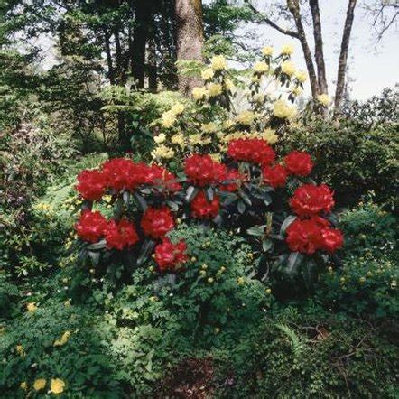 How Much Shade Can Rhododendrons Tolerate? | Home Guides | SF Gate