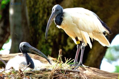 Sacred Ibis - Honolulu Zoo Society