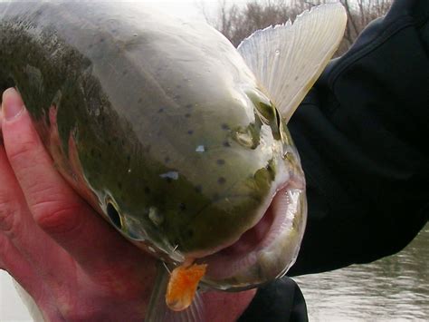 Egg Fly Patterns for Great Lakes Steelhead - Current Works Guide Service