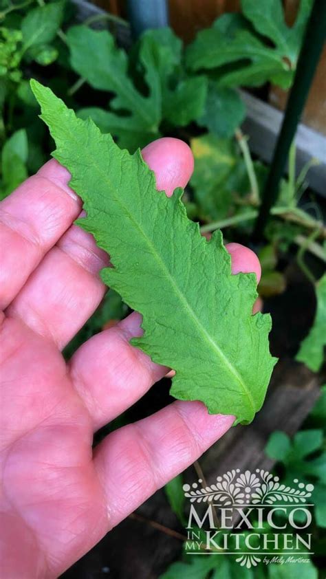 What Is Epazote, and How Do You Use It? - Mexico In My Kitchen