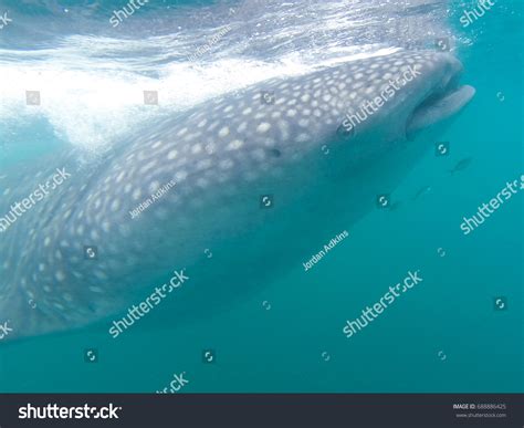 Whale Shark Snorkelling Cancun Mexico Stock Photo 688886425 | Shutterstock