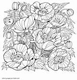 Beautiful Coloring Pages For Adults Flowers  COLORING PAGES sketch template